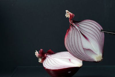 Close-up of red rose against black background