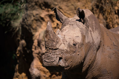 Close-up of muddy white rhinoceros beside cliff