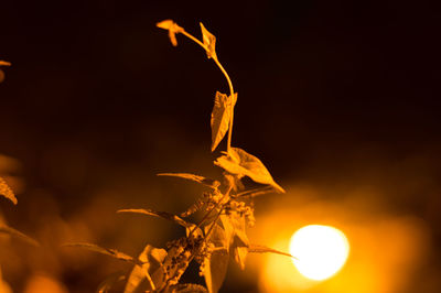 Close-up of plant against illuminated street light at night