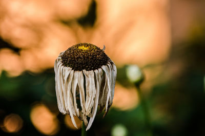 Close-up of flower against blurred background