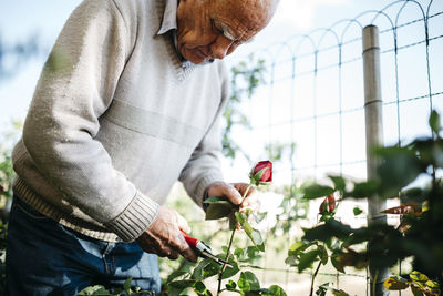 Senior man cutting rose in the garden