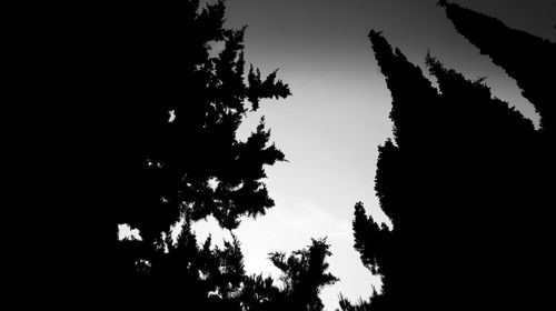 Low angle view of trees against sky