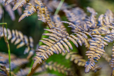 Close-up of leaves