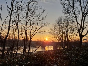 Silhouette bare trees by plants against sky during sunset