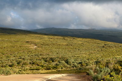 The high altitude moorland of mount kenya, mount kenya national park, kenya