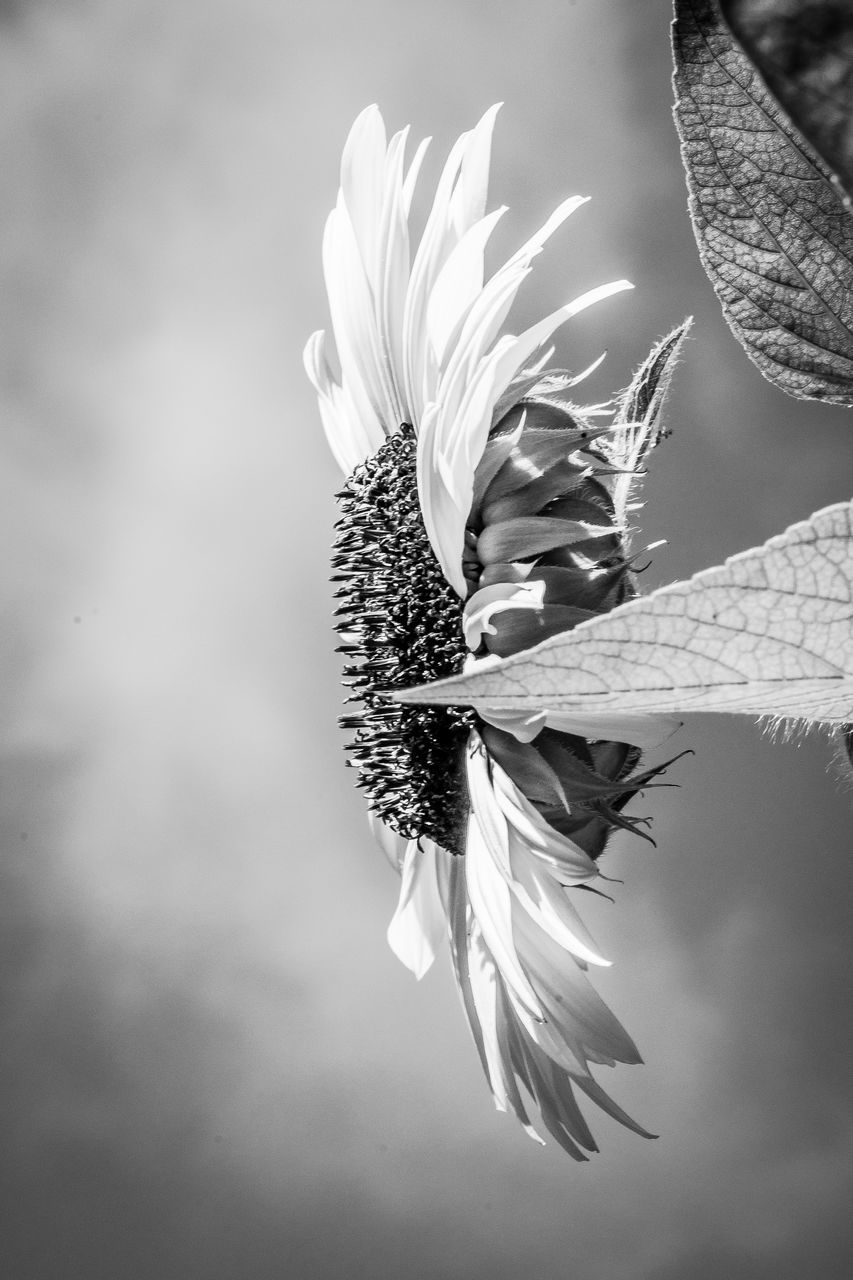 black and white, plant, flower, monochrome photography, flowering plant, white, monochrome, beauty in nature, nature, freshness, black, close-up, leaf, fragility, macro photography, flower head, growth, inflorescence, petal, no people, outdoors, pollen, focus on foreground, springtime, botany, plant part, blossom, sky, macro