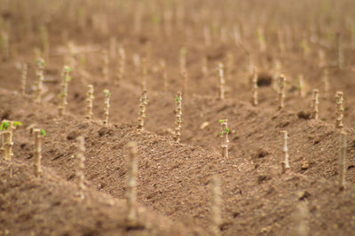 The cassava farm at the countryside of thailand