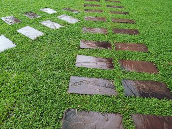 High angle view of plants growing on field