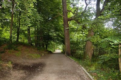 Scenic view of green forest