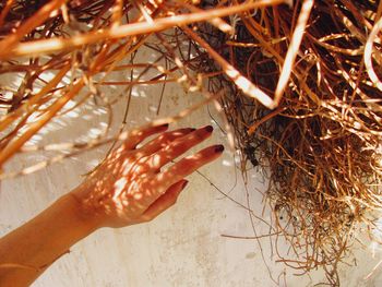 Hand of woman touching plants