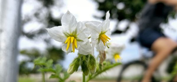 plant