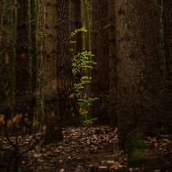 Trees in forest