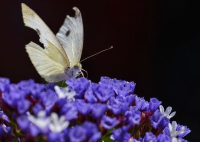 Close-up of butterfly pollinating on purple flower