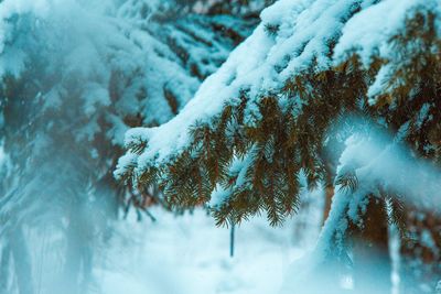 Close-up of frozen tree during winter
