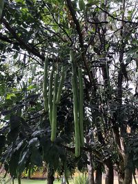 Low angle view of bamboo trees in forest