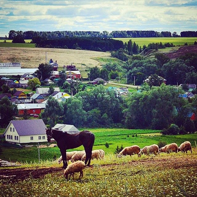 domestic animals, animal themes, livestock, mammal, grass, field, building exterior, cow, rural scene, architecture, built structure, sky, landscape, grazing, sheep, agriculture, domestic cattle, house, farm