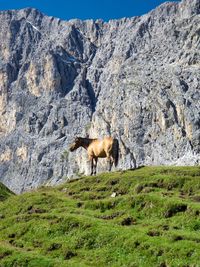 Horse standing in a field