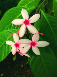 Close-up of frangipani blooming outdoors