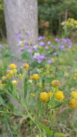 Close-up of yellow wildflowers blooming in field