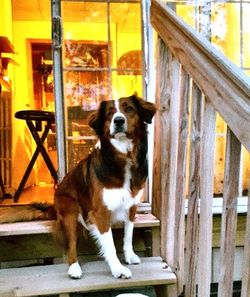 Portrait of dog sitting outdoors