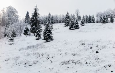 Snow covered trees against sky