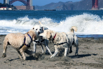 View of dogs on beach