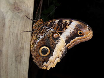 Close-up of a butterfly