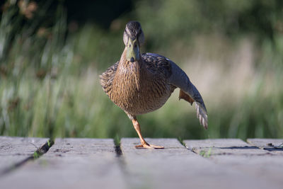 Close-up of bird perching on wood