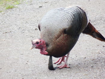 View of a bird on field