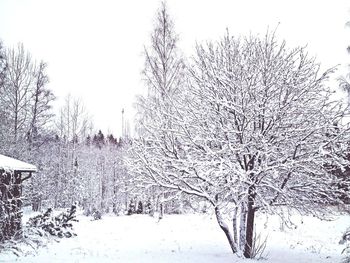 Bare trees on snow covered field