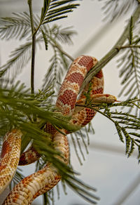 Close-up of plant against blurred background