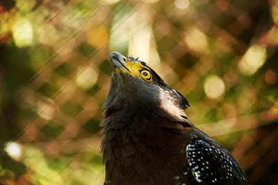 Close-up of eagle perching