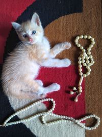 High angle portrait of a cat