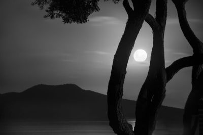 Silhouette tree by sea against sky during sunset