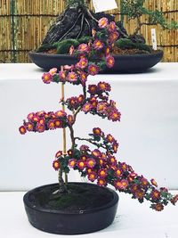 Close-up of potted plant on table