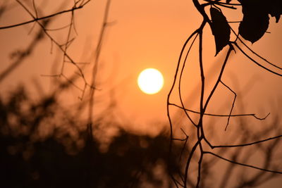 Close-up of silhouette plant against sky during sunset