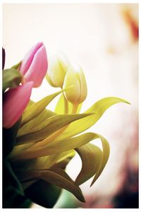 Close-up of pink flower blooming in park