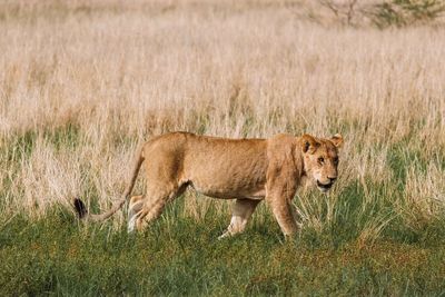 Lion walking in grass