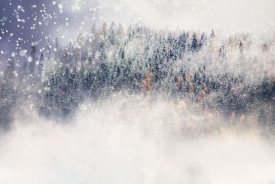 Close-up of trees against sky during winter