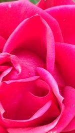 Full frame shot of pink flower