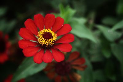 Close-up of red flower against blurred background