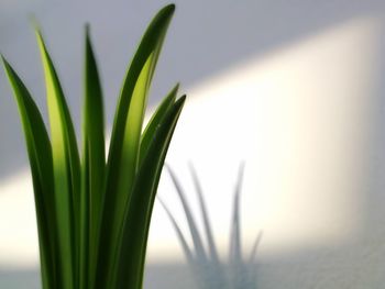 Close-up of fresh green plant against sky