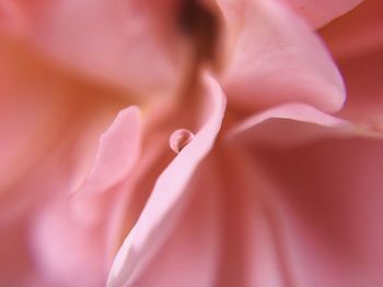 Macro shot of pink rose flower