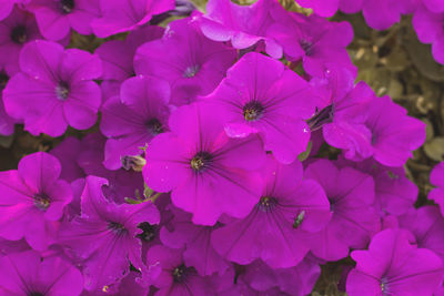 Close-up of pink flowering plants