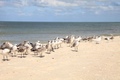 Royal tern thalasseus maximus amid a flock of laughing gulls leucophaeus atricilla on naples beach