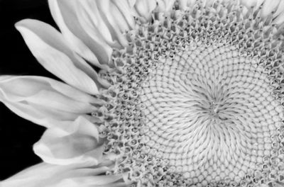 Close-up of white flower