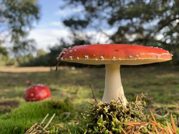 Close-up of fly agaric mushroom on field