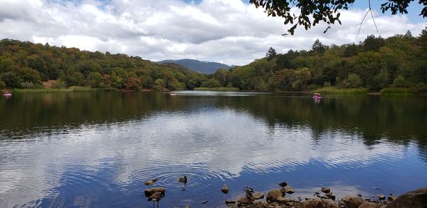 View of birds in lake