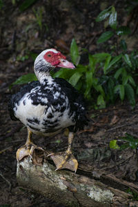 Close-up of a bird perching on rock