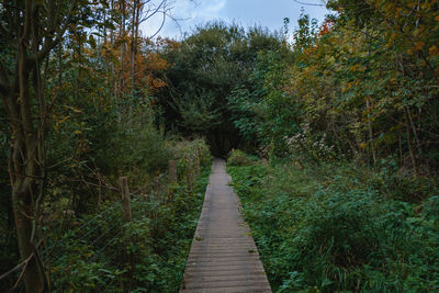 Empty footpath amidst trees in forest